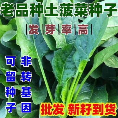 老品种农家土菠菜种子红