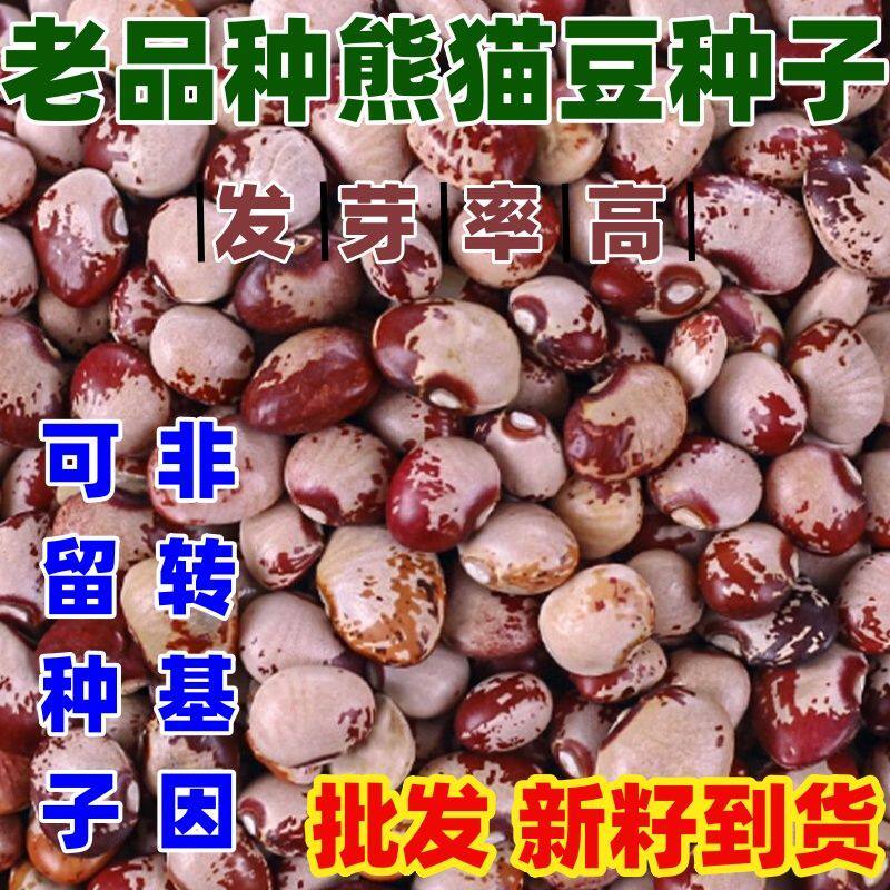 老品种熊猫豆种子简单易种春夏播豆子种子四季种子包邮好吃