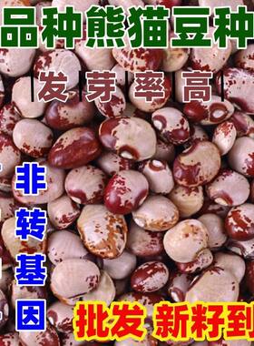 老品种熊猫豆种子简单易