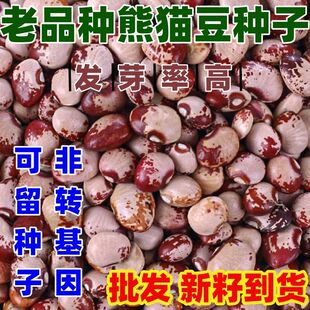 老品种熊猫豆种子简单易种春夏播豆子种子四季种子包邮好吃