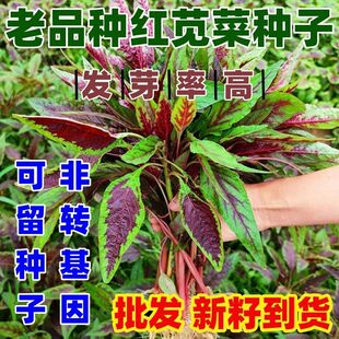 老品种红柳叶苋菜种子红圆叶尖叶旱菜抗热耐涝尖叶苋菜好吃嫩爽