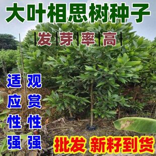 大叶相思树种子简单易种相思园林绿化观赏树种子耳果相思耳荚相思