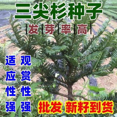 新采三尖杉种子藏杉桃松