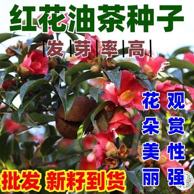 红花油茶种子茶籽树简单