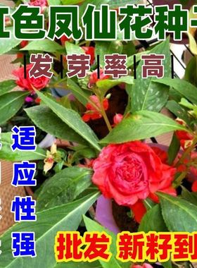 红色凤仙花种子籽混色指甲花室内外庭院盆栽花种籽子四季播种开花