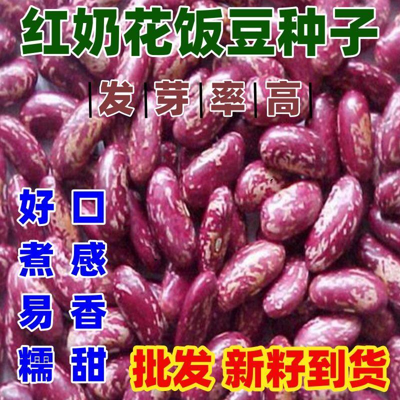 红奶花饭豆种子豆香浓郁沙糯易煮饭豆种子简单易种还家红饭豆籽