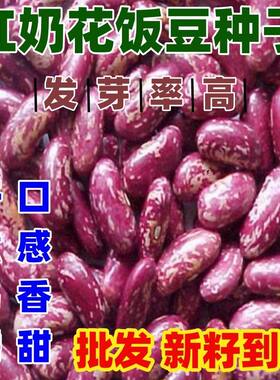 红奶花饭豆种子豆香浓郁