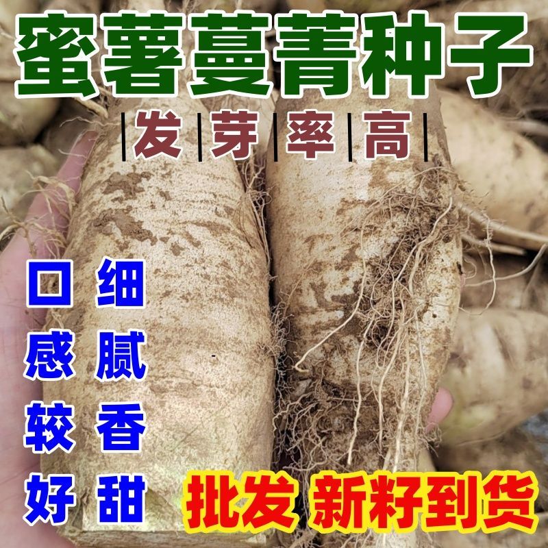 蜜薯蔓菁种子赛红薯蔓菁种子绵软细腻白蔓菁种子煮粥甜面按斤