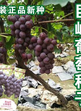 巨丰葡萄种籽盆栽果树蔬