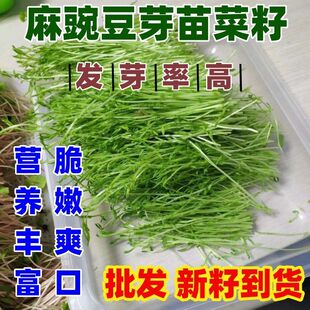 麻豌豆芽苗菜种子绿麻白豌豆青豌豆小红麻豌豆用按斤售卖包邮