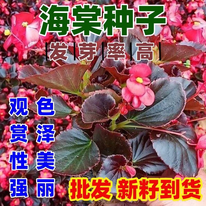 当季新籽海棠树种子果净