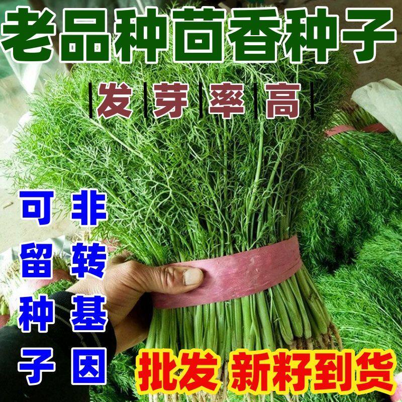老品种茴香种子回香菜小