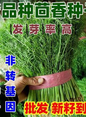 老品种茴香种子回香菜小