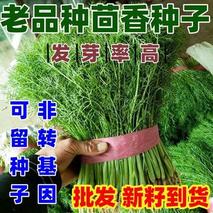 老品种茴香种子回香菜小叶佐料谷香小茴香种籽四季播种蔬菜种子