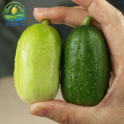 迷你水果黄瓜秧苗金童玉女小黄瓜种籽盆栽阳台春夏秋四季蔬菜种苗