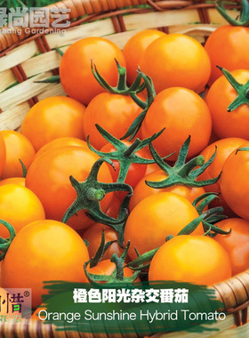橙色阳光杂交番茄种子进口西红柿四季盆栽蔬菜种籽瓜果樱桃番茄苗