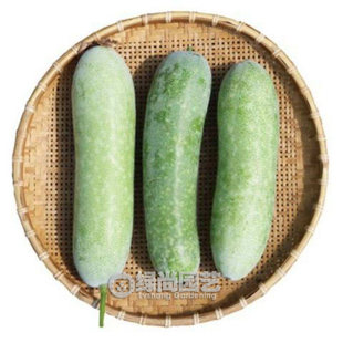 广东小冬瓜种子粉冬瓜种籽高产水果冬瓜苗阳台盆栽四季播蔬菜种苗