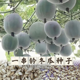 一串铃冬瓜种子粉冬瓜种籽高产水果冬瓜苗阳台盆栽四季播蔬菜种苗