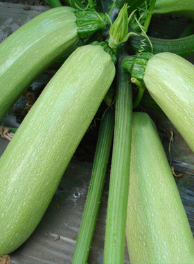 西葫芦种苗 新早青小南瓜种子四季播种庭院盆栽农家瓜果蔬菜种苗