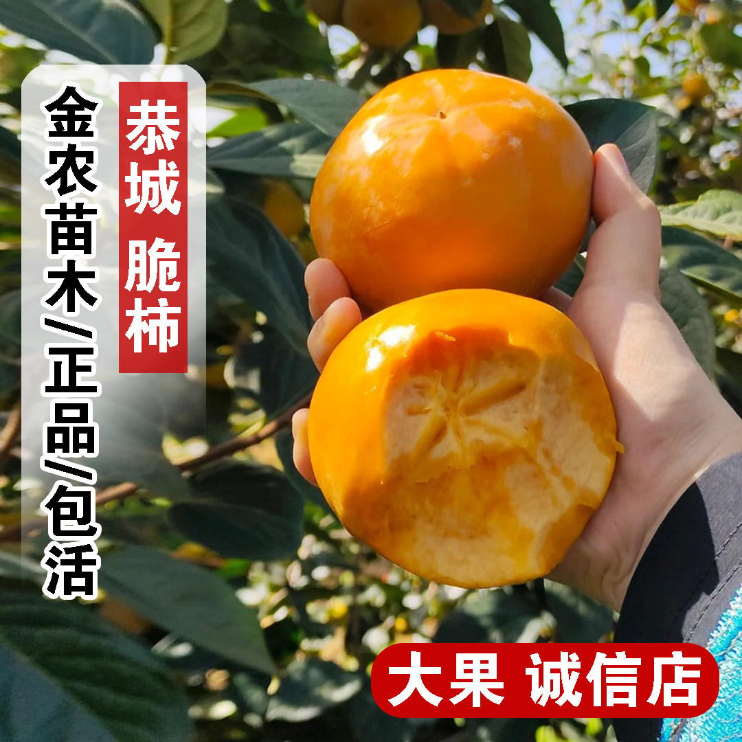 广西恭城脆甜柿子树果苗月柿水柿树苗盆栽庭院柿子苗南方北方种植,鲜花速递/花卉仿真/绿植园艺,果树,淘宝优惠券,粉丝福利购,淘宝优惠卷