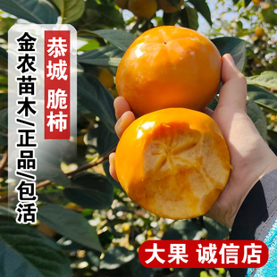 广西恭城脆甜柿子树果苗月柿水柿树苗盆栽庭院柿子苗南方北方种植