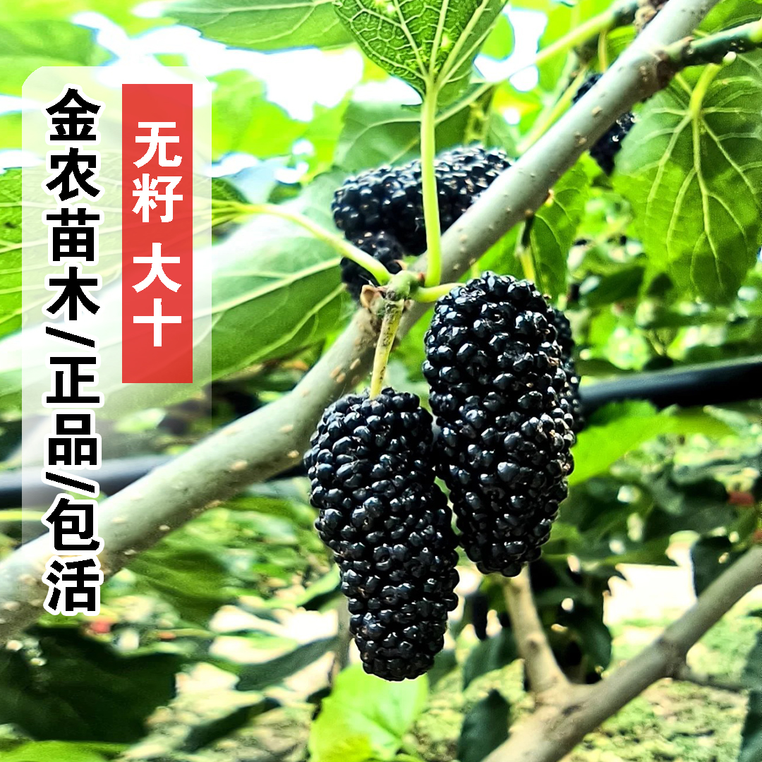 四季结果桑葚树苗无籽大十果桑苗盆栽庭院地栽桑葚苗南方北方种植