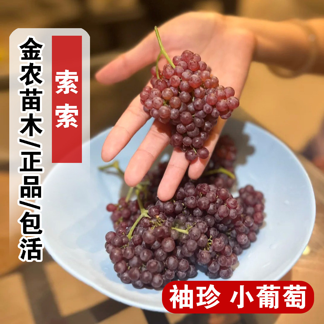 无核珍珠小葡萄树苖脆甜多汁迷你葡萄盆栽