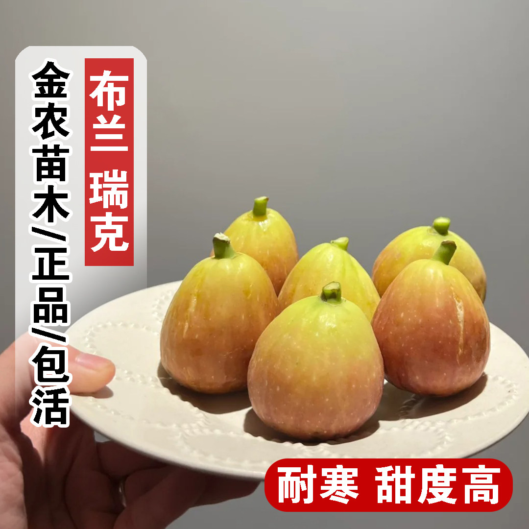 耐寒无花果树苗盆栽阳台地栽特大糖心布兰瑞克无花果苗南北方种植