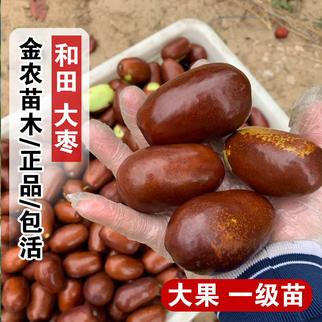 新疆和田大枣树苗耐寒大红枣果树果苗特大鸡蛋枣苗活苗南北方种植