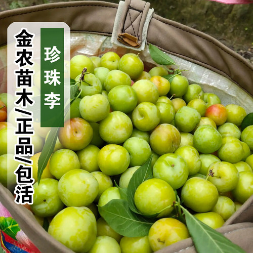 正品9月成熟包活珍珠李子树苗