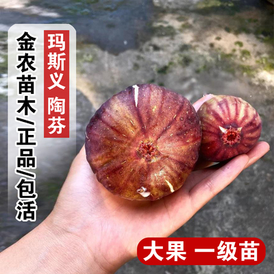 大玛无花果树苗盆栽地栽高产特大玛斯义陶芬无花果苗南方北方种植