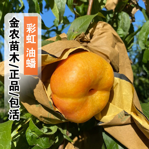 蟠桃树果苗嫁接晚金霞彩虹油蟠桃树苗晚熟蟠桃苗盆栽地栽种植果树