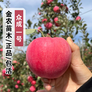 苹果树果苗嫁接众成一号苹果树苗晚熟条纹红富士苹果苗北方盆地栽