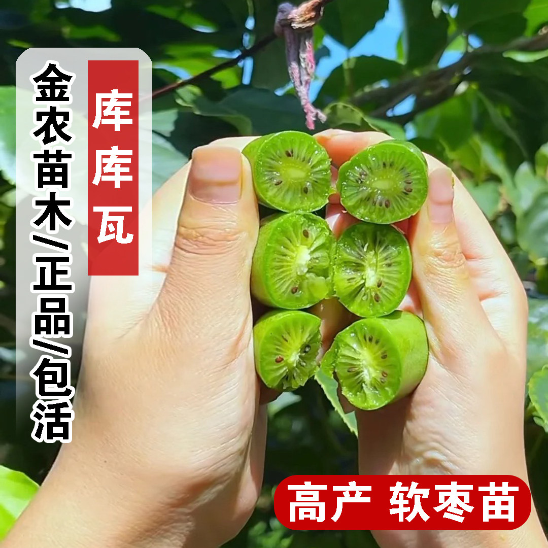 嫁接耐寒库库瓦软枣猕猴桃树果苗庭院爬藤软枣子奇异莓苗当年结果