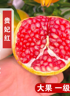 陕西临潼抗冻贵妃红软籽石榴树苗盆栽庭院耐寒甜石榴苗南北方种植