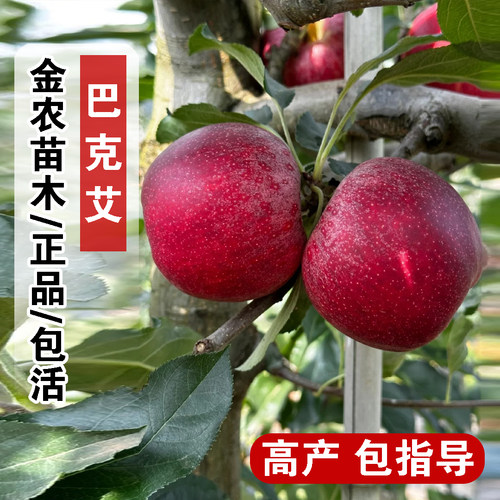 新品种嘎啦苹果树苗盆栽地栽早熟巴克艾苹果苗南北方种植当年结果