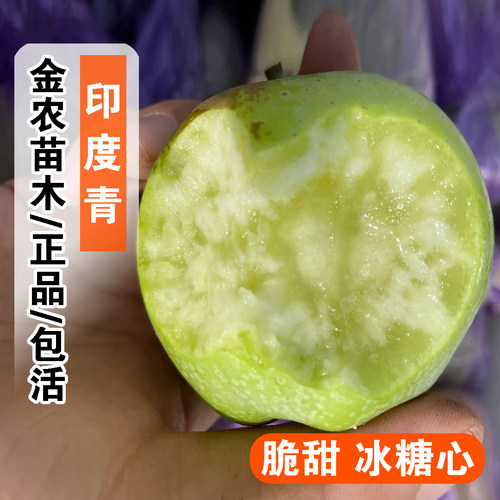老品种印度青苹果树苗矮化盆栽脆甜冰糖心印冬苹果苗南方北方种植