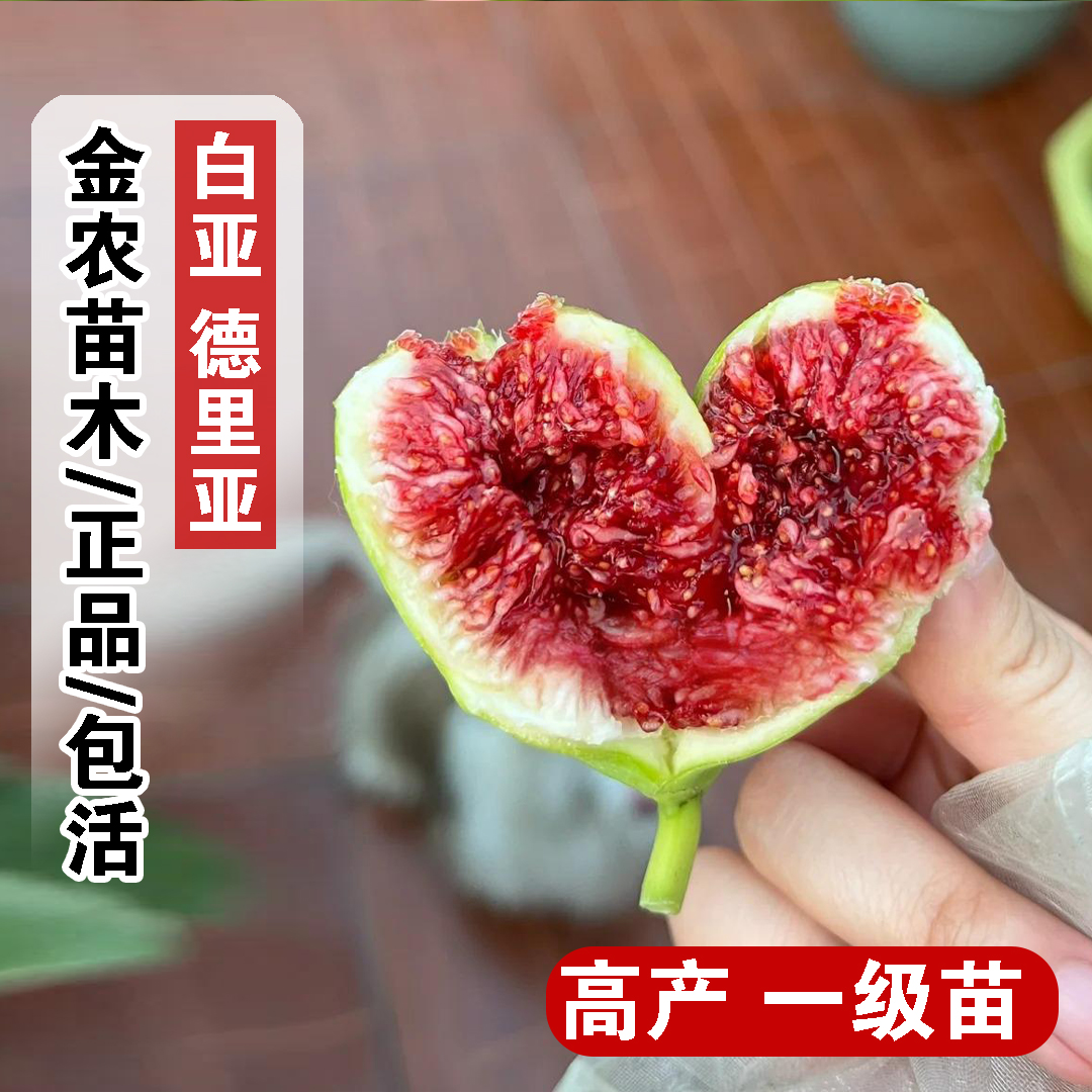 砂糖无花果树苗矮化盆栽地栽糖心白亚德里亚无花果苗南方北方种植