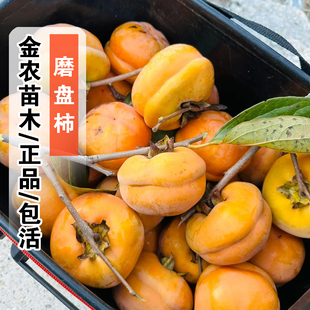 磨盘柿子苗树嫁接脆甜大柿树苗软柿树苖盆栽地栽庭院南北方种植