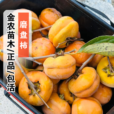 正品10月成熟包活磨盘柿子树苗
