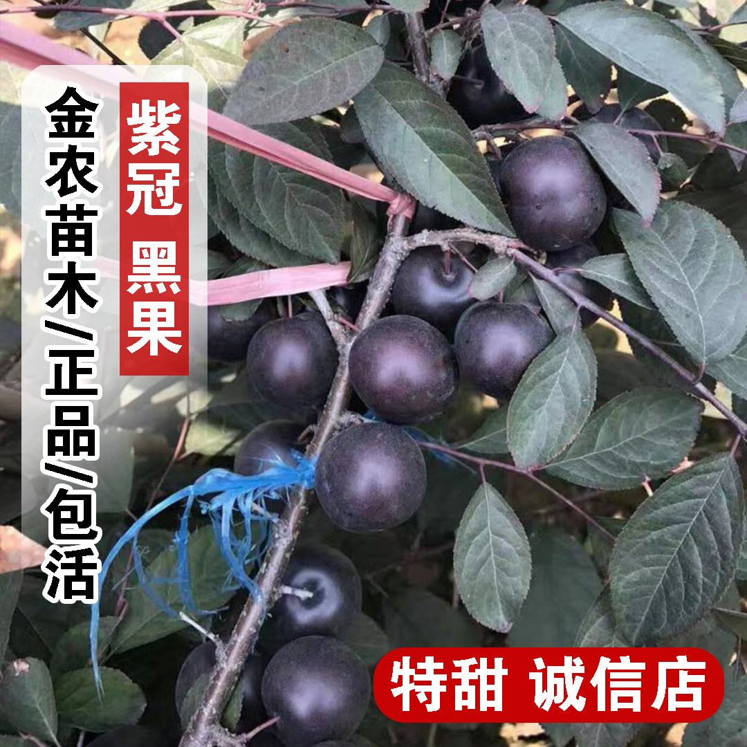 新品种紫冠中华钙果树苗黑珍珠欧李苗稀有果树苗庭院南方北方种植