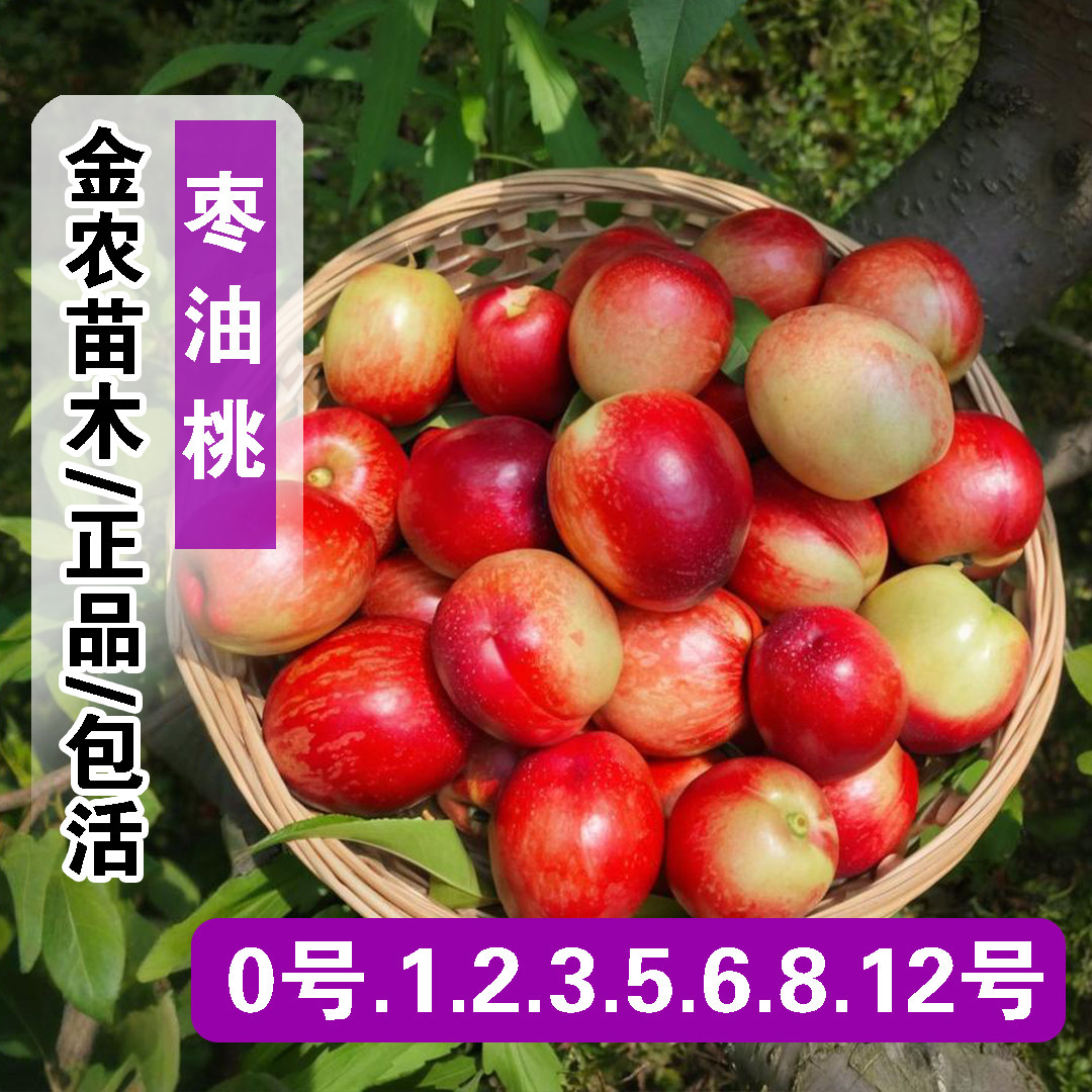 早熟脆甜离核12号枣油桃树苗嫁接珍珠枣油桃苗8号5号3号油桃果苗