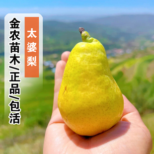 梨树果苗嫁接太婆梨树苗早熟香蕉梨巴梨黄啤梨树庭院盆栽地栽果树