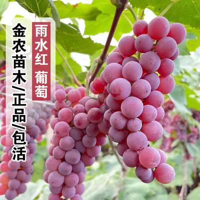 正品7月成熟包活雨水红葡萄树苗
