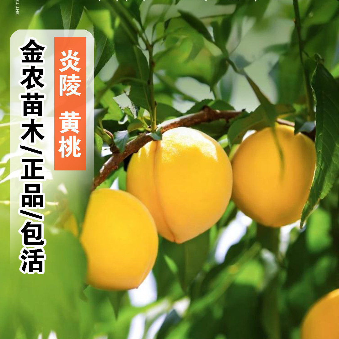 黄桃树苖湖南炎陵黄桃苗嫁接特大脆甜黄桃树苗庭院盆栽南北方种植,鲜花速递/花卉仿真/绿植园艺,果树,淘宝优惠券,粉丝福利购,淘宝优惠卷
