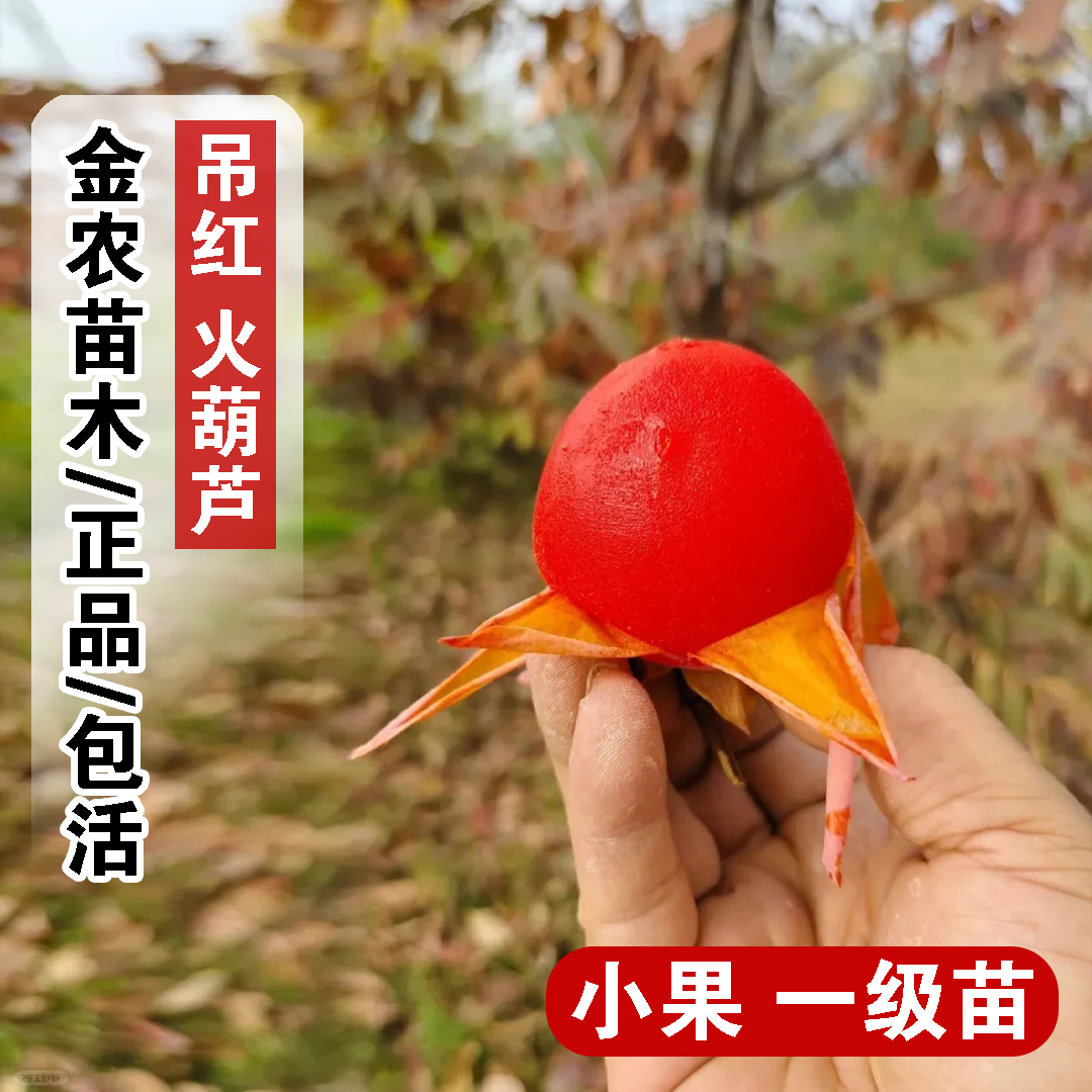 陕西火葫芦柿子树苗袖珍迷你一口吸小柿子苗南北方种植红灯笼柿树