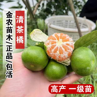 嫁接清茶柑橘子果苗广西清香橘清香蜜桔树苗早熟青柑橘苗当年结果