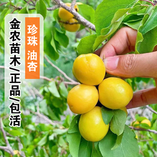 山东珍珠油杏树果苗嫁接油杏苗盆栽庭院地栽杏子树苗南方北方种植