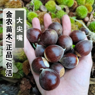 大尖嘴锥栗苗嫁接板栗锥栗树苗大果建瓯锥栗圆尖栗子苗当年结果树