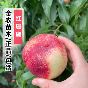 油桃树果苗嫁接红珊瑚油桃树苗脆甜白肉油桃苗南方北方种植盆地栽